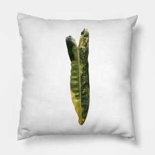 Rare and Expensive Variegated Philodendron Billietiae Design Pillow
