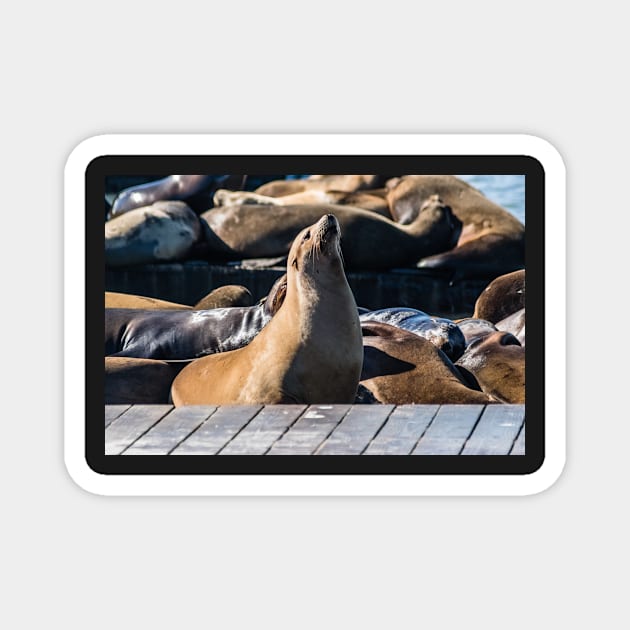 Brown and Tan Sea Lion Magnet by KensLensDesigns