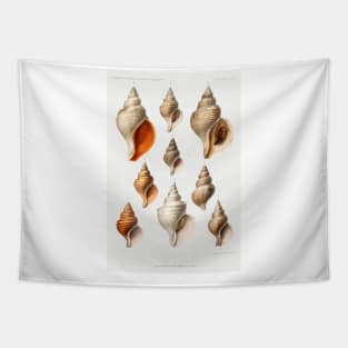 Molluscs of the Northern Seas - Vintage Scientific Illustrations Tapestry