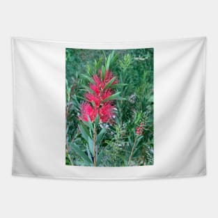 Bottlebrush Tapestry