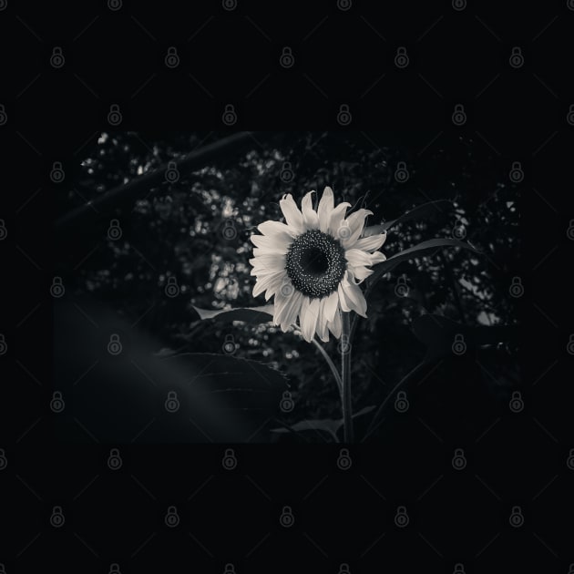 Sunflower in the Dark. Black and White Photograph by love-fi