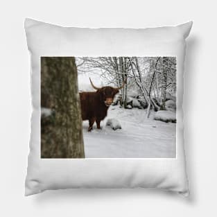 Scottish Highland Cattle Cow 2200 Pillow