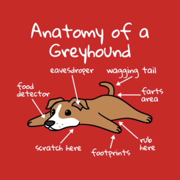 Greyhound Anatomy Chart