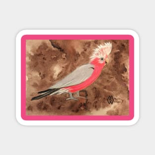 Galah cockatoo from Australia Magnet