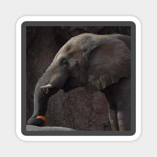 African Elephant Magnet