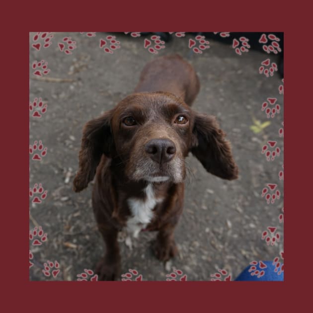 Brown Dog by Nicole Gath Photography