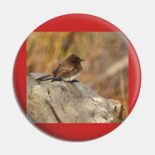 Wild birds, black phoebe, wildlife, Tiny Charm Pin