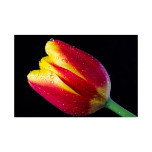 Dew Covered Red And Yellow Tulip T-Shirt