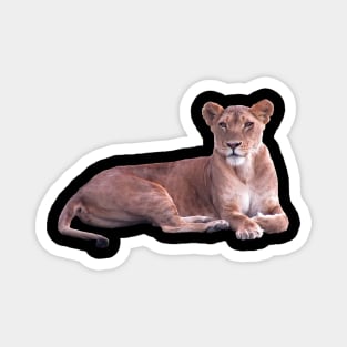 Lioness in Africa Magnet