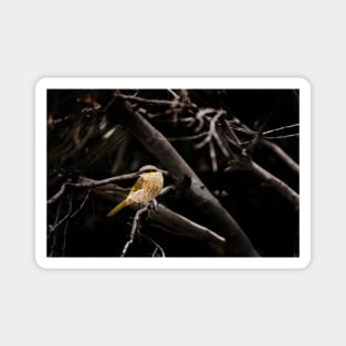 Singing Honeyeater_VOA8137 Magnet