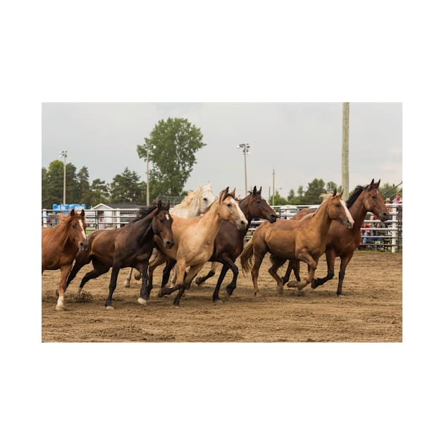 Horses in a trot by josefpittner