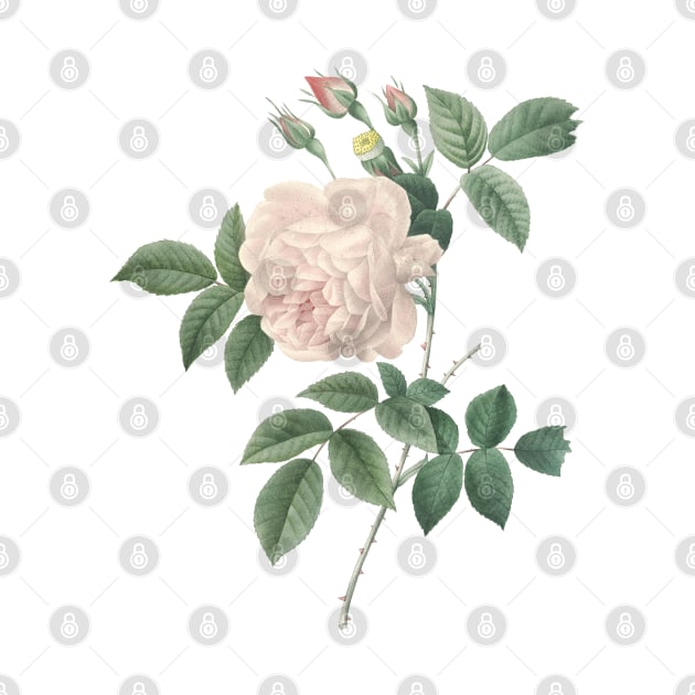 White Rose Flower Vintage Botanical Illustration by Biophilia