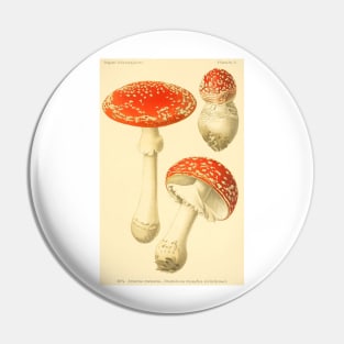 Amanita muscaria - Dufour, L Pin