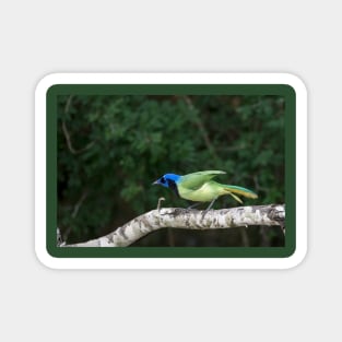 Green Jay Out On A Limb Magnet