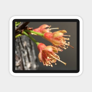 Tree Blossoms Magnet