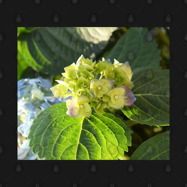 Hortensia flowers photo by olgart