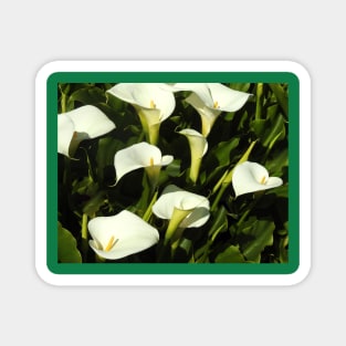 Nature, Wildflowers, Calla Lily Magnet