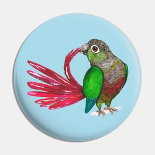 Preening green-cheeked conure Pin