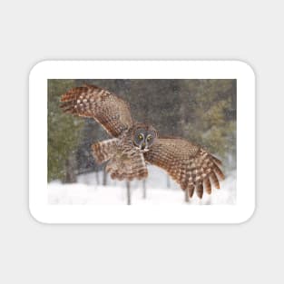 Awesome! - Great Grey Owl Magnet