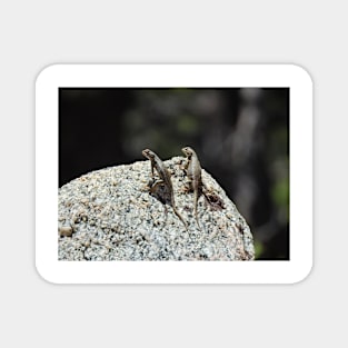 Wildlife gifts, reptiles, western fence lizard Magnet