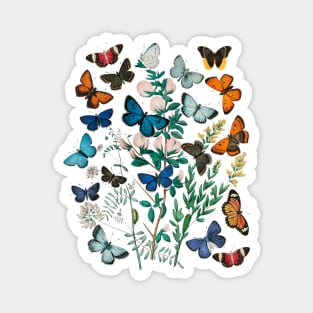 Butterflies Magnet