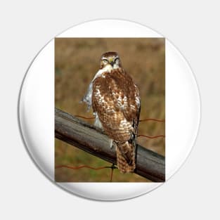 Red-tailed Hawk on fence Pin