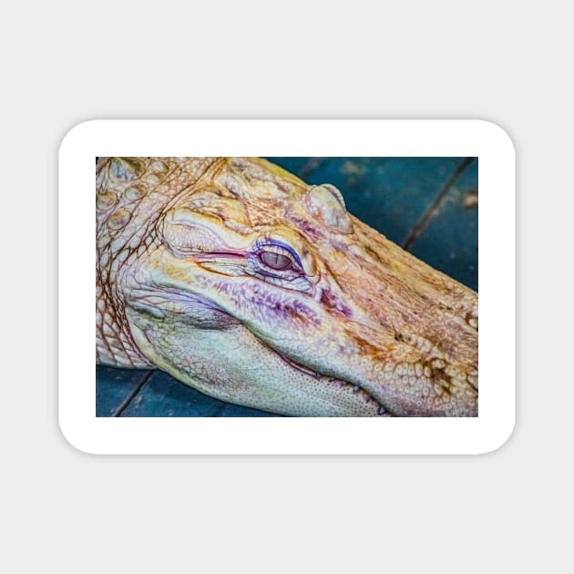 Face of a albino alligator Magnet by KensLensDesigns