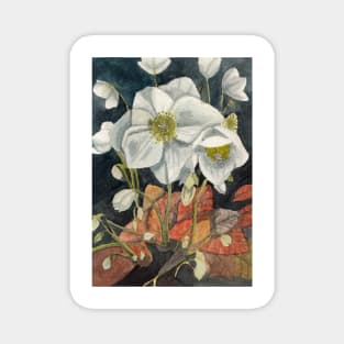 White hellebore watercolour painting Magnet
