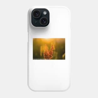 Pink Meadow flowers at sunset from meadow flower collection Phone Case