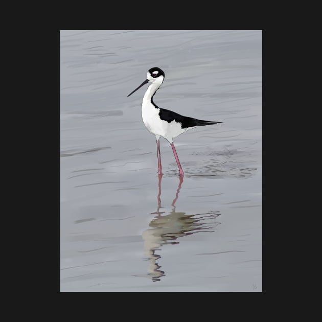 The Black Necked Stilt Bird by laceylschmidt