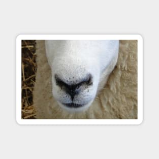 Sheep Snout 3 Magnet