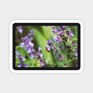 Bee on Lavender Magnet