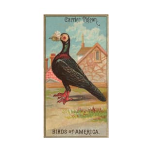 Carrier Pigeon Birds of America Antique Illustration T-Shirt