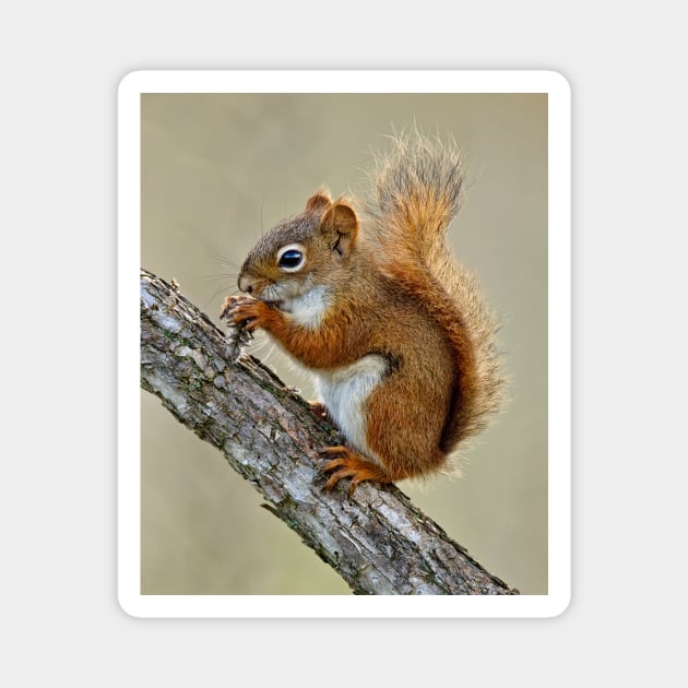 Red Squirrel Magnet by jaydee1400