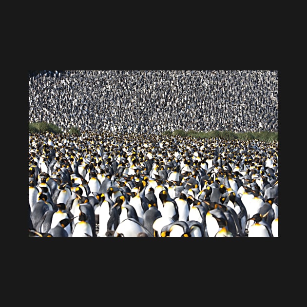 King Penguins by the Millions! by Memories4you