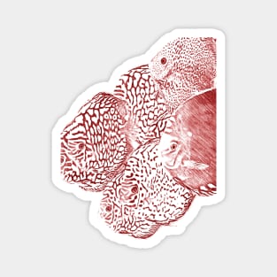 red discus fishes Magnet