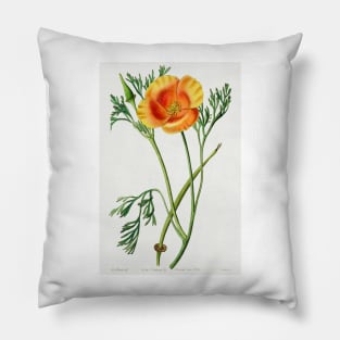 California poppy - Botanical Illustration Pillow