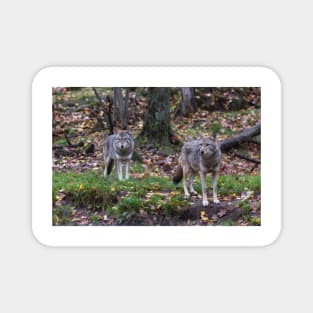 Pair of coyotes in a forest Magnet