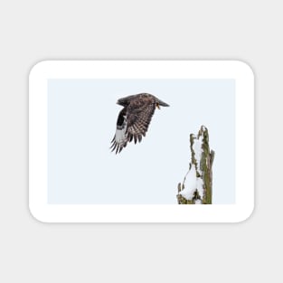 Rough-legged Hawk Magnet