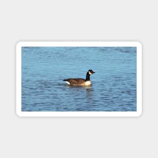 Canada Goose Swimming In The Water Magnet