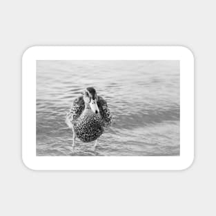 Cute Funny Duck Portrait Black and White Magnet