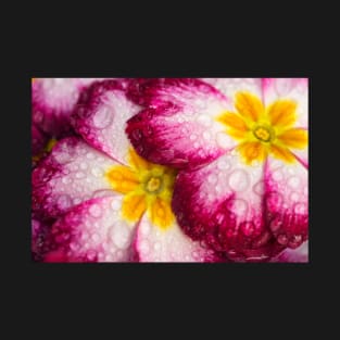 Close-up of Primula flowers covered in droplets T-Shirt