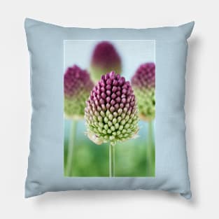 Allium sphaerocephalon   AGM  Round-headed garlic  Round-headed leek Pillow