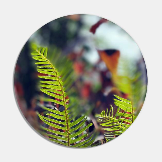 Ferns in Spring Pin by Nicholas Lee