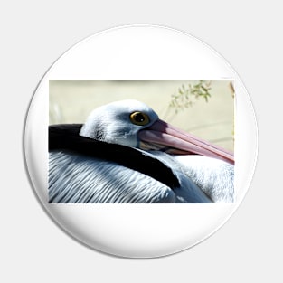 Pelican Eye Pin