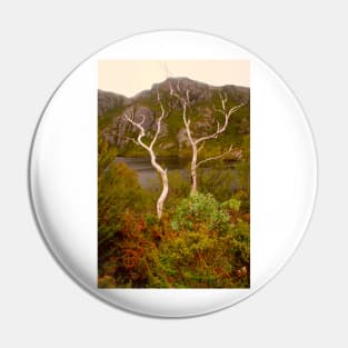 Skeletal trees on Crater Lake Pin