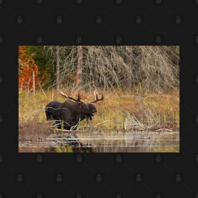 Smiling Moose, Algonquin park by Jim Cumming