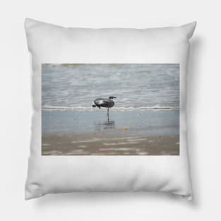 Stretching Laughing gull Pillow