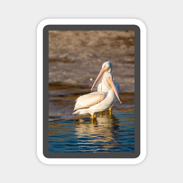 Pelican Togetherness by Debra Martz Magnet by Debra Martz