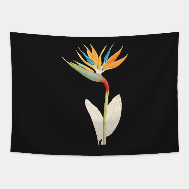 Bird of Paradise - Strelitzia Reginae - botanical illustration Tapestry by chimakingthings